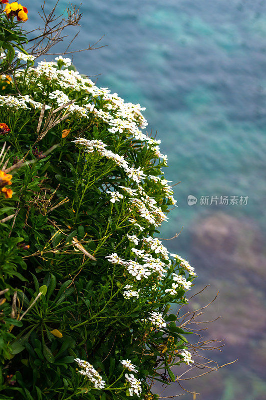 白色的伊比利亚花和黄色和橙色的壁花(Erysimum cheiri)在昂蒂布角与蓝色的地中海